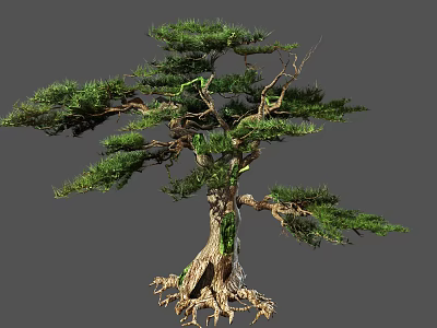 Tall Arbor With Thick Trunk Exposed Roots And Lush Green Foliage 3d model