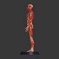 Human Anatomical Muscle And Skeleton Model Displaying Detailed Body Structure On Base