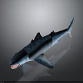 Blue And White Shark Model With Shiny Reflective Surface On Gray Background 3d model