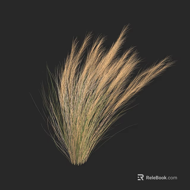 Golden Feather Grass with Tall Elegant Plumes on Black Background 3d model 
