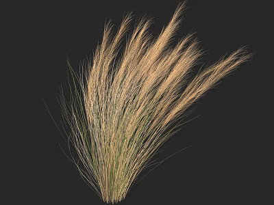 Golden Feather Grass with Tall Elegant Plumes on Black Background 3d model