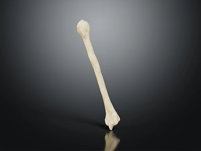 Human Bone Organ Structure With Hair Fibers On Dark Reflective Background 3d model