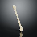 Human Bone Organ Structure With Hair Fibers On Dark Reflective Background
