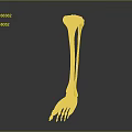 3D Leg and Foot Skeleton Model Medical Device with Colored Anatomical Markers