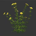Vibrant Plant Featuring Lush Green Leaves And Several Bright Yellow Flowers