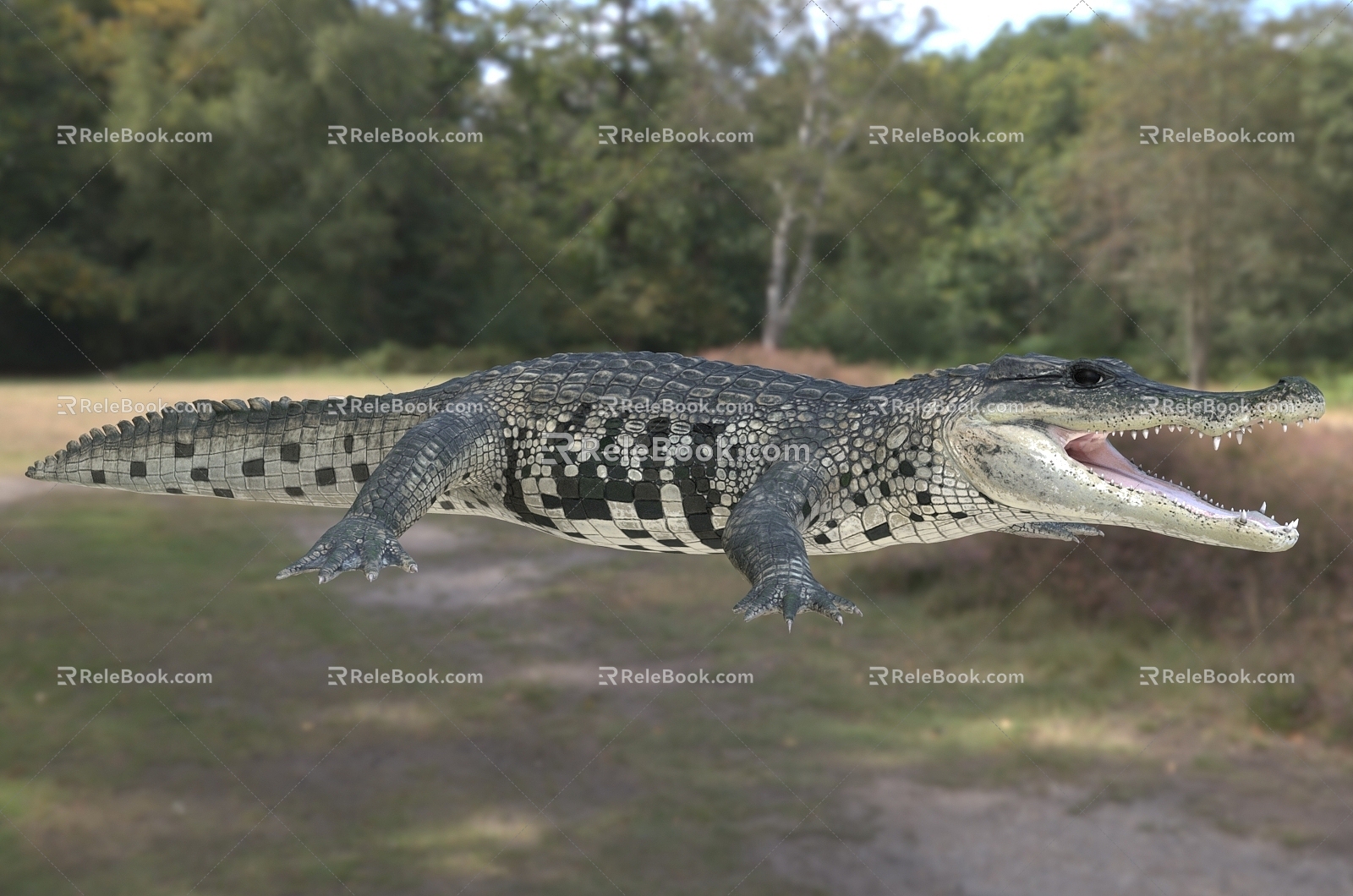 Mexican Crocodile Animals 3d model