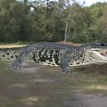 Large Crocodile with Open Mouth in Natural Outdoor Setting and Green Trees
