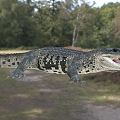 Mexican Crocodile Animals 3d model