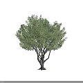 Tall Arbor With Lush Green Foliage Multiple Branches And Human Silhouette For Scale