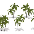 Palm Trees With Green Fronds And Tall Trunks Isolated On White Background