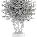 Lush Green Bonsai Potted Plants With White Pots And Decorative Foliage