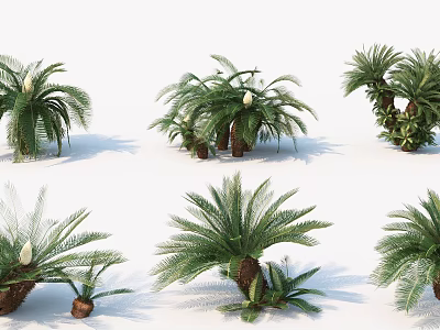 Modern Shrub Palm 3d model Modern Shrub Palm 3d model