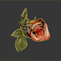 Beautiful Red and Orange Rose with Green Leaves on Dark Background