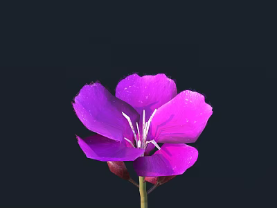 Single Purple Flower in Vase with White Stamens and Slender Stem on Black Background 3d model