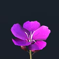 Single Purple Flower in Vase with White Stamens and Slender Stem on Black Background