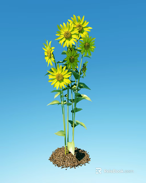 Fresh Sunflowers in Vase with Green Leaves Against Clear Blue Sky 3d model 