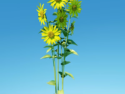 Fresh Sunflowers in Vase with Green Leaves Against Clear Blue Sky 3d model