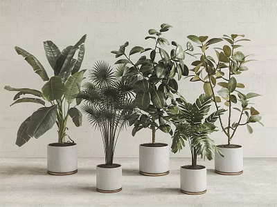 Various Leafy Indoor Potted Green Plants for Decor in White Ceramic Pots 3d model