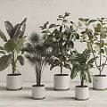Various Leafy Indoor Potted Green Plants for Decor in White Ceramic Pots