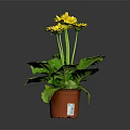 Healthy Potted Plant with Bright Yellow Flowers and Lush Green Leaves in Brown Pot