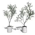 Decorative Bonsai Trees In White Textured And Smooth Surface Pots 3d model
