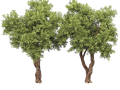 Two Arbor Trees with Lush Green Foliage and Textured Trunks Isolated on White Background 3d model