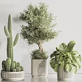 Elegant Modern Bonsai And Potted Plants Collection With Palm Cactus And Greenery In White Pots