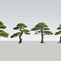 Four Beautifully Shaped Pine Trees With Lush Foliage And Curved Trunks