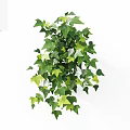 Lush Green Ivy Vine with Heart Shaped Leaves in Potted Plant on White Background