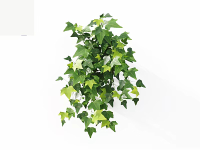 Lush Green Ivy Vine with Heart Shaped Leaves in Potted Plant on White Background 3d model