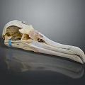 Bird Skull Specimen With Long Beak Blue Tag On Gray Background 3d model