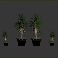 Indoor Green Leafy Dracaena Plants with Two Large and Two Small Black Pots