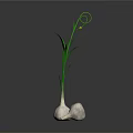 Fresh Garlic Bulbs with Green Curled Leaves and Natural Reflection on Dark Background