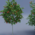 Tall Tree With Green Leaves And Red Fruits For Garden Landscaping Decoration