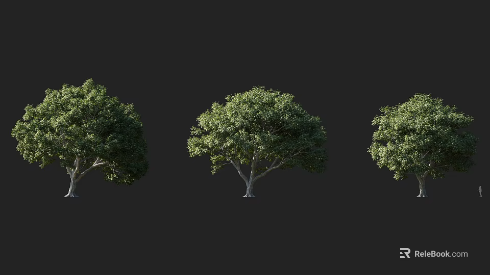 Three Arbor Trees With Lush Green Foliage Standing Against Black Background 3d model