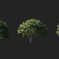 Three Arbor Trees With Lush Green Foliage Standing Against Black Background 3d model