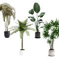 Different Types of Indoor Potted Plants with Green Leaves and Varied Planters