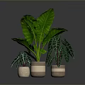 Indoor Decorative Plants With Large Green Leaves And Variegated Foliage In Ceramic Pots