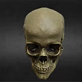 Medical Skull Model As Essential Tool For Anatomical Teaching And Healthcare Training