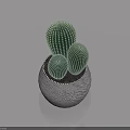 Indoor Bonsai Potted Plant With Three Cactus Shaped Plants In Gray Textured Pot