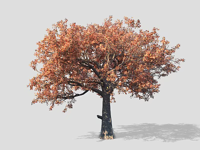 Autumn Arbor With Vibrant Orange Red Leaves And Thick Dark Trunk 3d model