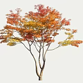 Autumn Deciduous Tree with Vibrant Red Orange Yellow Leaves and Brown Trunk