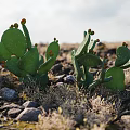 Cactus Bonsai Plant With Green Pads And Red Fruits On Rocky Ground