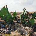 Modern Cactus 3d model