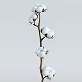 Shrub With White Cotton Like Blooms On Branches Against Light Gray Background