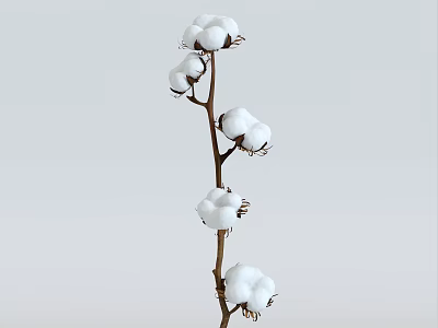 Shrub With White Cotton Like Blooms On Branches Against Light Gray Background 3d model