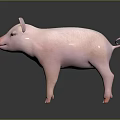 Cute Pink Piglet Standing On Shiny Black Surface With Soft Gray Background
