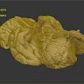 Human Brain Anatomical Structure With Detailed Cortex And Natural Texture 3d model