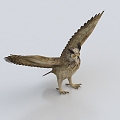 Owl Bird Flying Bird Eagle 3d model