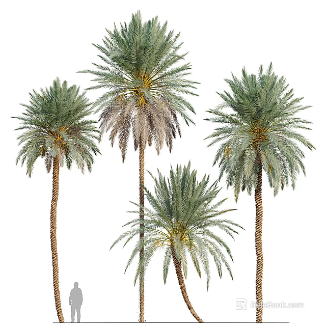 Tall Lush Palm Trees With Green Fronds And Brown Trunks In Different Heights 3d model 